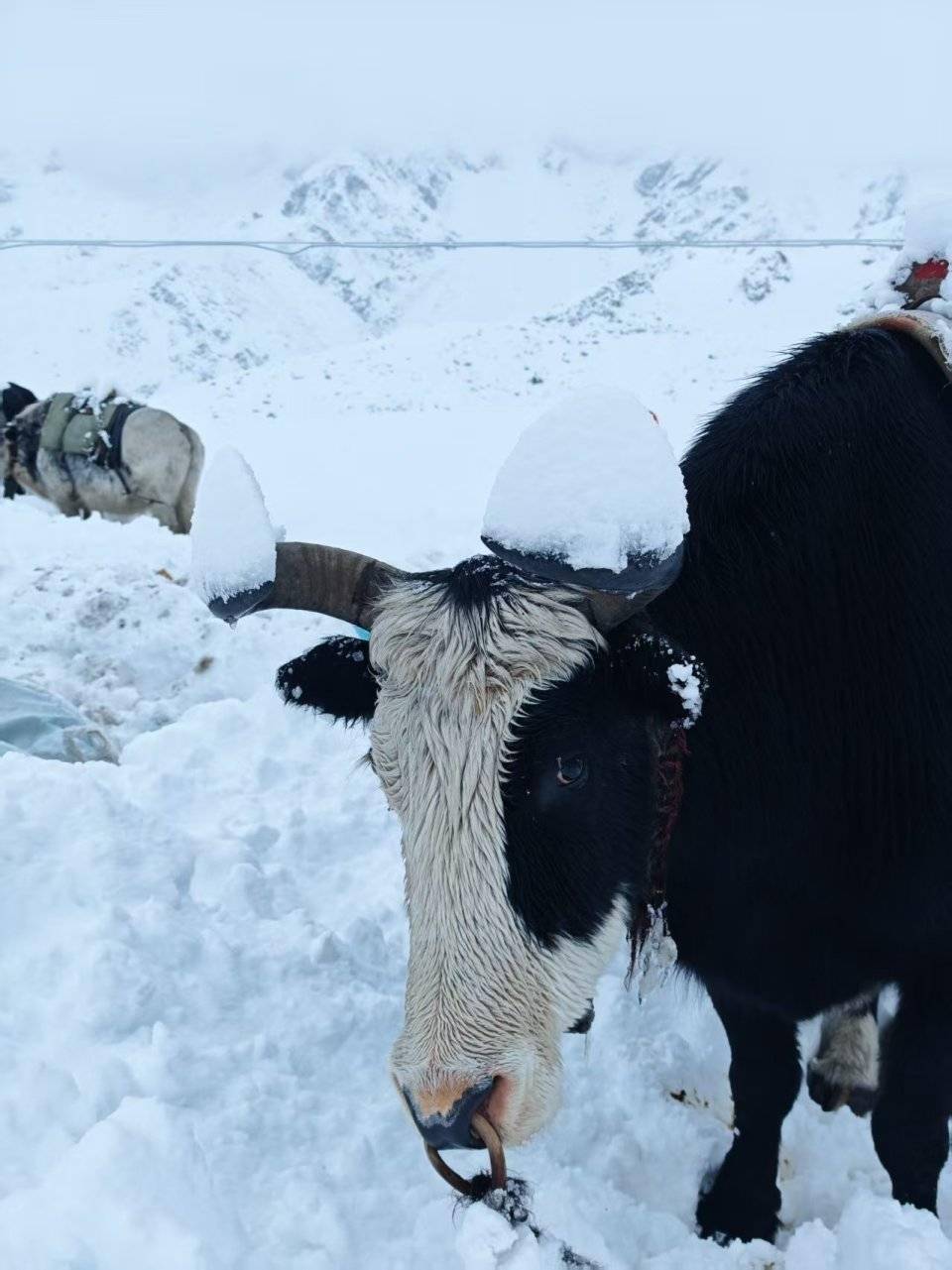 后：疯狂徒步与失控的“内啡肽”pg电子试玩千人被困珠峰暴雪背(图4)