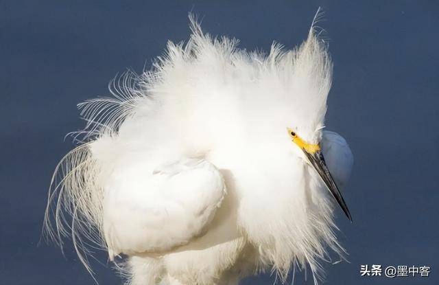 58万创新高低于500元的小心是假货pg模拟器羽绒服要涨价了！鸭绒每吨(图3)