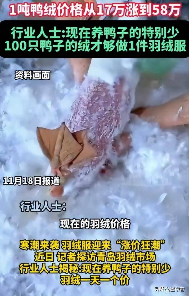 58万创新高低于500元的小心是假货pg模拟器羽绒服要涨价了！鸭绒每吨(图9)